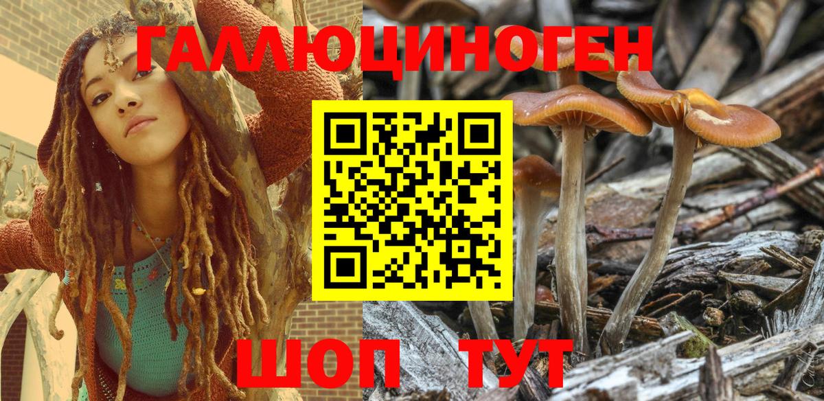 Псилоцибиновые грибы Psilocybe  Вход с VPN  Березники 