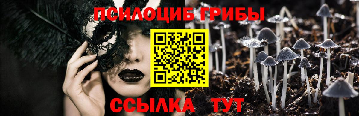 Псилоцибиновые грибы Psilocybine cubensis Березники